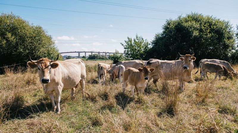 De la vache nantaise écolo dans nos assiettes