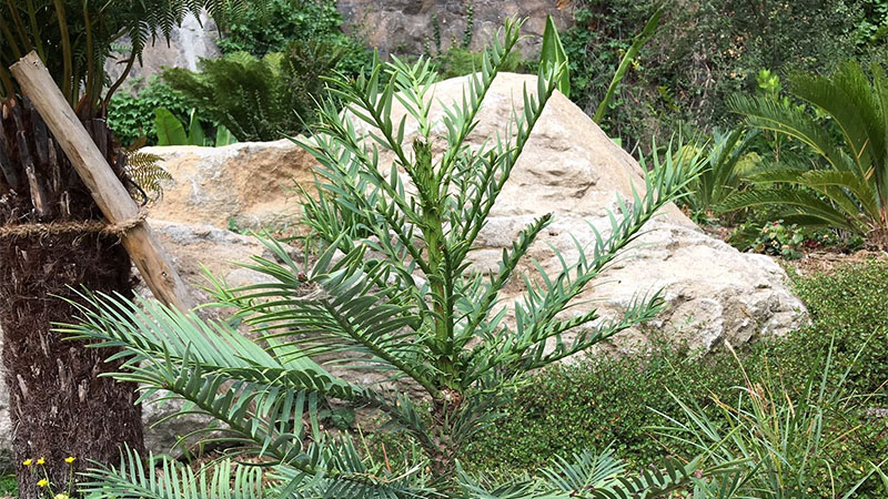 « Contemporain des dinosaures, le pin wollemi est rarissime : il n’en existe que 200 spécimens en milieu naturel. C’est la dernière espèce d’arbre qui ait été découverte, et les Australiens en ont vendu des graines à quelques jardins dans le monde. »