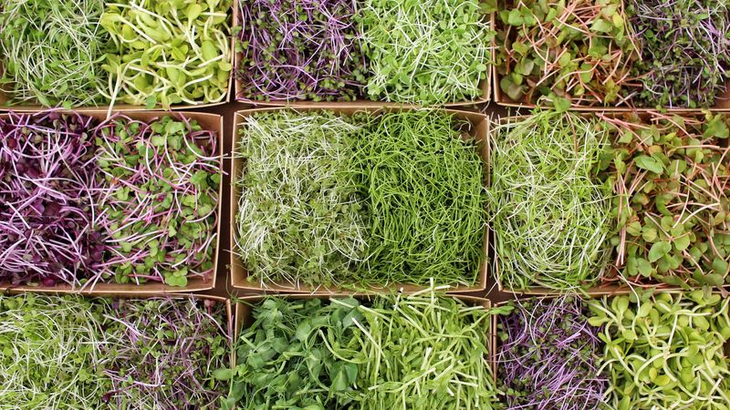 Tournesol, pois, sarrain, roquette, bourrache, fenouil, trèfle, colza, chou rouge, mizuna, radis pourpre, coriandre, poireau, oignon... Les micro-pousses s'achètent chez Chlorophylle et dans quelques grandes surfaces. © Romain Boulanger 