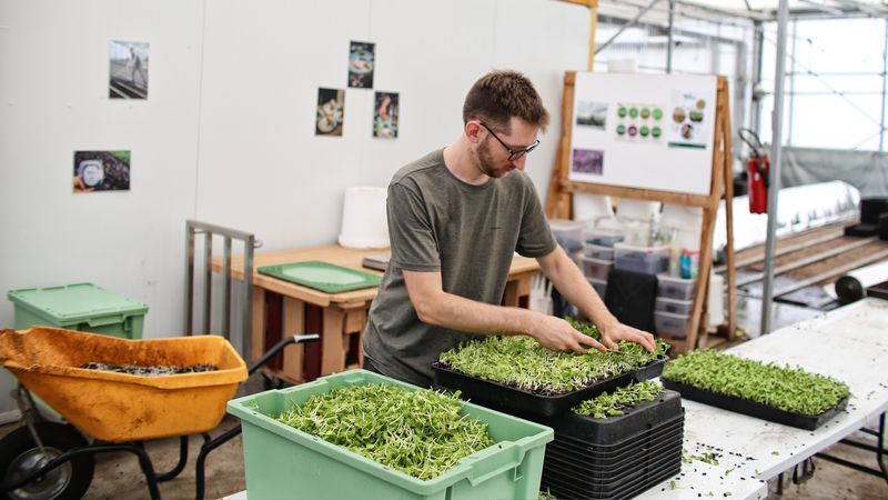 Certaines micro-pousses, comme celles de tournesol, sont récoltées à la main. Le stade de récolte est très important pour avoir le bon croquant. © Romain Boulanger