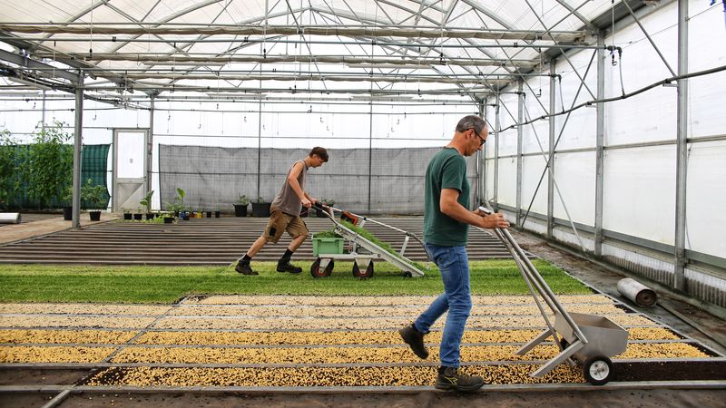 Gérald Cartaud a imaginé et fabriqué deux machines manuelles, l'une pour planter, l'une pour récolter afin de proposer des plus gros volumes comme ceux demandés par la restauration scolaire. © Romain Boulanger 