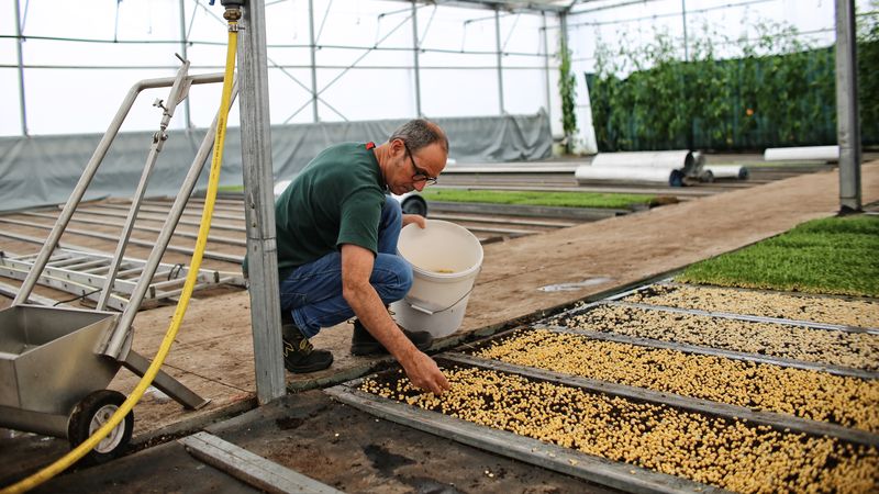 Deux fois par semaine, des semis sont réalisés soit à la main, soit à la machine selon les graines, sur du compost de bois fait sur place. © Romain Boulanger