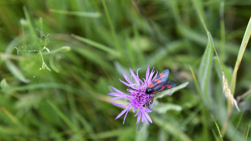 Protéger la biodiversité : 6 gestes simples à adopter chez soi