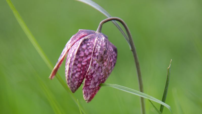 fritillaire-pintade.jpg