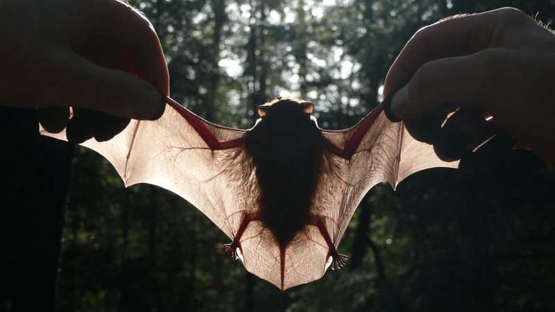 noctule-commune.jpg