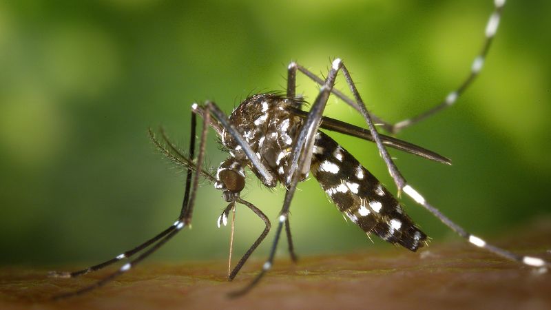 Le moustique tigre peut transmettre des maladies dont la dengue, le chikungunia , le virus zika © DR Le moustique tigre peut transmettre des maladies dont la dengue, le chikungunia , le virus zika © DR