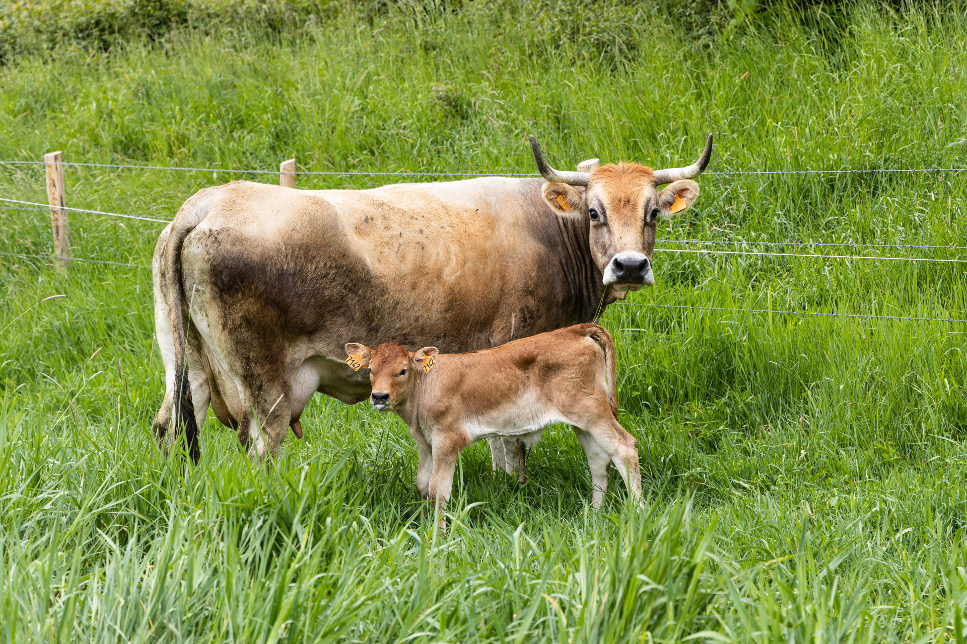 Aide à l’installation et au développement de son exploitation agricole 